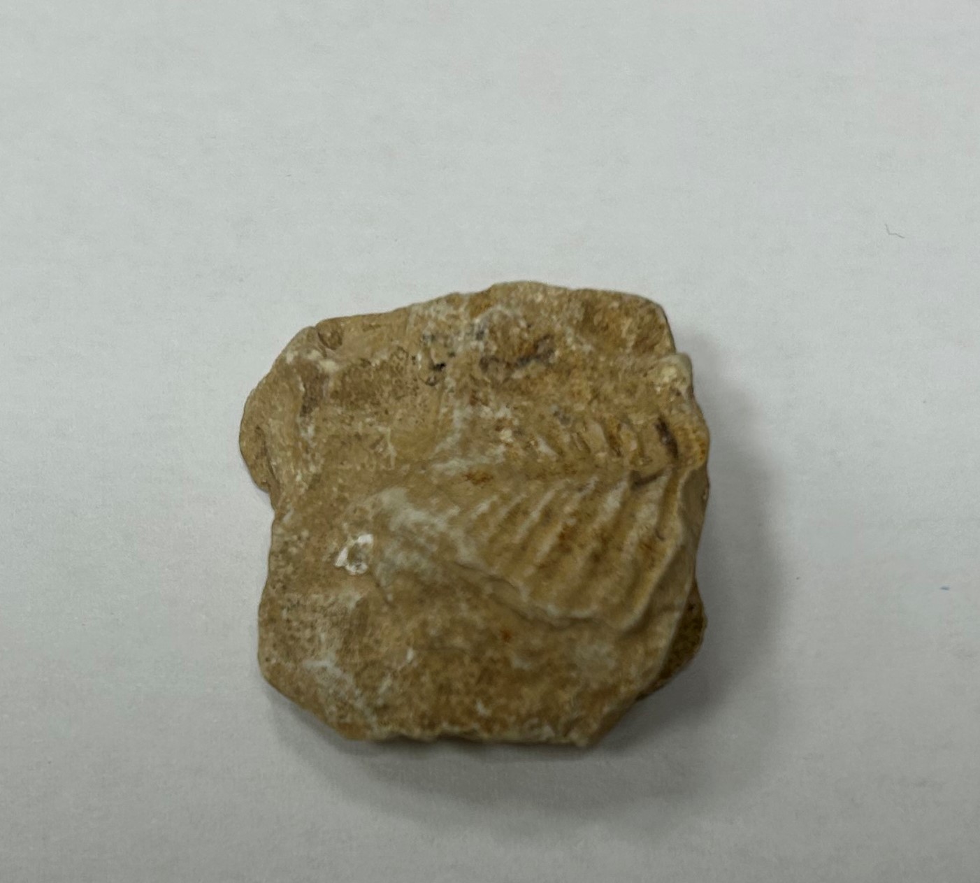 Trilobita bilde